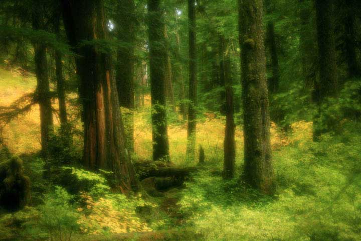 forest path