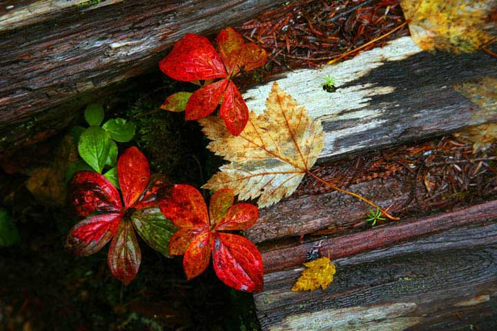 red leaves on log